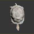 Turtle Cartoon Turtle Snapping Turtle Chickbill Turtle Reptile Cold Blooded Animal Reptile Class 3d model