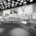 Museum Interior With Various Animal Specimens In Glass Display Cases White Walls And Ceiling Lights