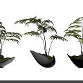 Bonsai Potted Plants with Green Leafy Foliage in Unique Shaped Ceramic Pots