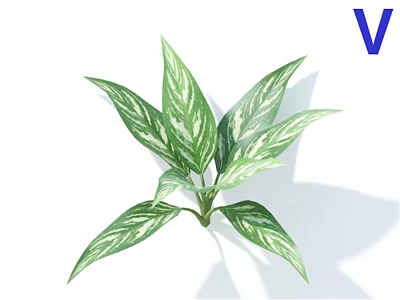 Variegated Indoor Plant with Green and White Patterned Long Slender Leaves in Bright Light 3d model