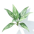 Variegated Indoor Plant with Green and White Patterned Long Slender Leaves in Bright Light