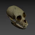 Human Skull Frontal View With Anatomical Bone Details And Visible Teeth 3d model