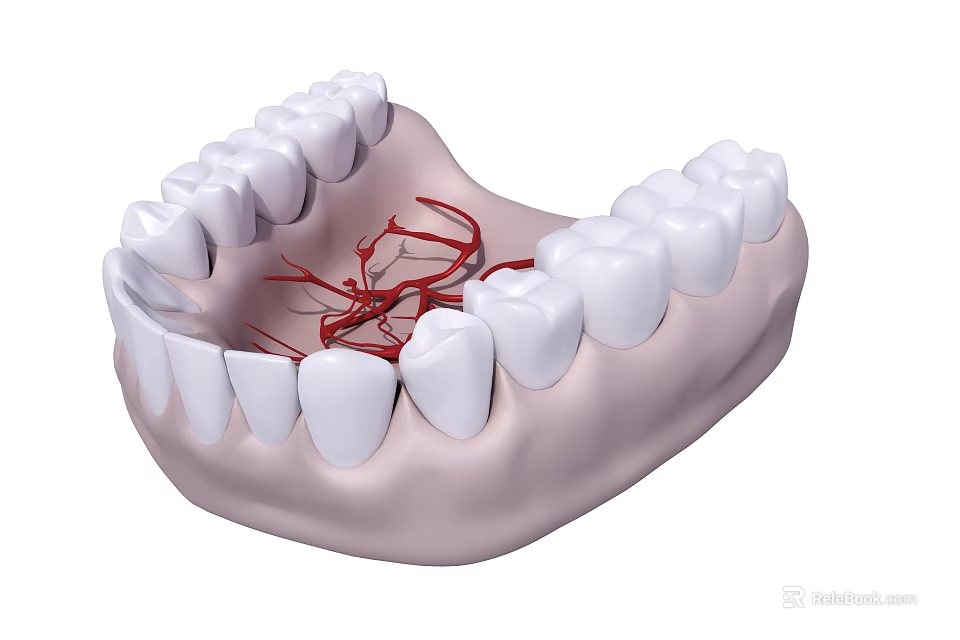 3D Rendered Mandible Teeth Model With Detailed Vascular Structure And White Enamel 3d model 