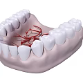 3D Rendered Mandible Teeth Model With Detailed Vascular Structure And White Enamel