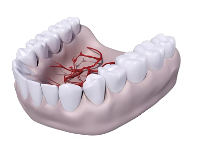 3D Rendered Mandible Teeth Model With Detailed Vascular Structure And White Enamel 3d model