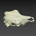 White Animal Skull With Detailed Skeletal Structure On Black Background