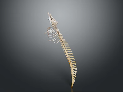 Animal Skeleton of Crocodile Like Reptile in Standing Posture on Gray Background 3d model