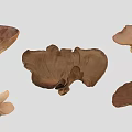 Various Brown Mushroom Fungi Plants With Different Shapes On Gray Background