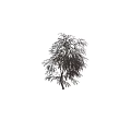 Elegant Red Leaf Tree with Human Silhouette for Scale Isolated on Dark Background 3d model
