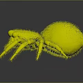 3D Spider With Brown And Orange Fur Eight Legs Black Eyes On Gray Background