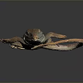 Striped Lizard with Orange Brown Body on Smooth Black Surface and Long Tail