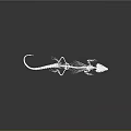 Detailed Transparent Lizard Skeleton on Gray Background with Clear Reflection