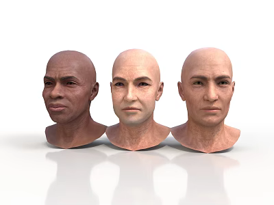 Three Bald Human Head 3D Models Showing Detailed Facial Organs And Features 3d model