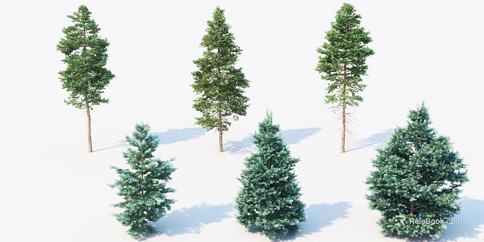Various Species Of Evergreen Arbor Trees With Green Foliage And Different Shapes On White Background 3d model 