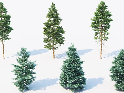 Various Species Of Evergreen Arbor Trees With Green Foliage And Different Shapes On White Background 3d model