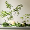 Indoor Mixed Plant Arrangement With Small Trees Ferns Pebbles And Round Decor