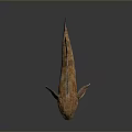 Brown Spotted Aquatic Fish With Unique Fins And Orange Eyes On Dark Surface