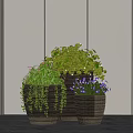 Potted Plants in Wicker Baskets with Green Foliage and Purple Flowers in Modern Interior