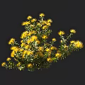 Vibrant Bunch of Yellow Flowers with Lush Green Leaves on Dark Background
