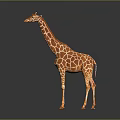 Giraffe Model With Orange Brown Spotted Pattern Standing On Dark Background With Shiny Reflection