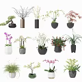 Various Bonsai and Potted Plants with Stylish Ceramic Pots for Home Decor