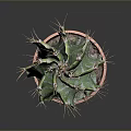 Green Spiky Cactus Plant In Orange Clay Pot On Dark Minimal Background