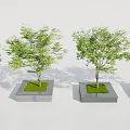 Four Square Tree Planters with Green Trees in Concrete and Brick Bases and Fresh Grass