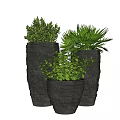Decorative Bonsai Potted Plants In Black Pots With Varied Green Foliage