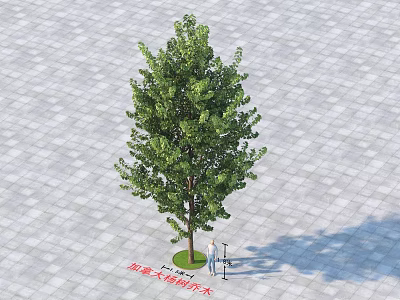 Modern Canadian poplar Canadian poplar trees Plants 3d model