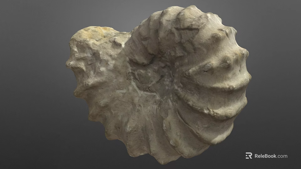 Detailed Ancient Ammonite Fossil With Spiral Shell Structure From Marine Habitat 3d model 