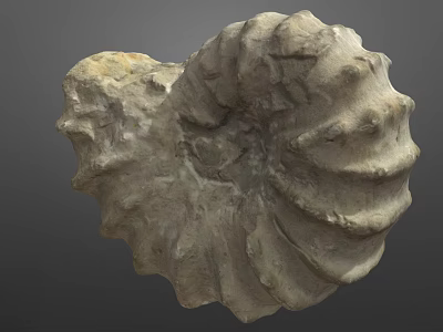 Detailed Ancient Ammonite Fossil With Spiral Shell Structure From Marine Habitat 3d model