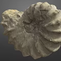 Detailed Ancient Ammonite Fossil With Spiral Shell Structure From Marine Habitat