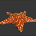 Red Starfish As Aquatic Animal With Vibrant Color And Yellow Spots On Shiny Surface