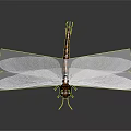 Detailed View Dragonfly With Black Orange Striped Body Green Eyes And Transparent Wings