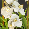 Elegant White Orchid Garden Decor With Green Leaves And Flower Buds