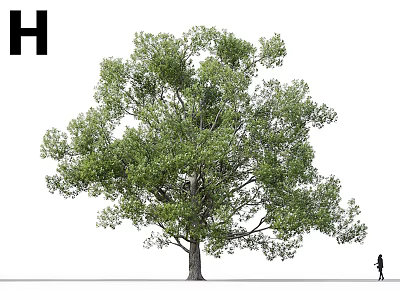 Tall Leafy Arbor With Dense Green Foliage Lush Leaves And A Person 3d model