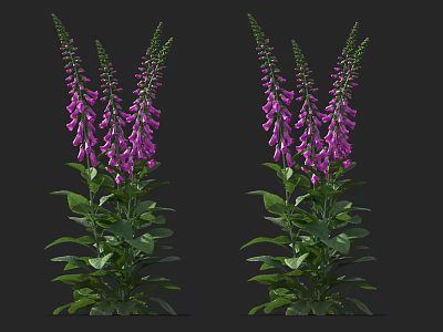 Vibrant Purple Foxglove Plants With Lush Green Leaves And Tall Stems 3d model