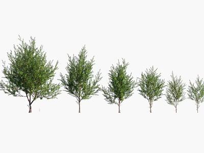 Lush Green Arbor Trees of Various Heights Arranged in a Row With Fresh Foliage 3d model