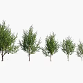 Lush Green Arbor Trees of Various Heights Arranged in a Row With Fresh Foliage