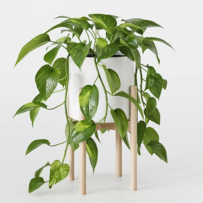 Lush Potted Bonsai Plant With White Pot Wooden Stand And Hanging Green Leaves 3d model