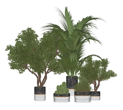 Various Potted Bonsai Plants Featuring Leafy Trees Palm Like Succulents in Ceramic Textured Pots 3d model