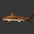Orange Hammerhead Shark With Distinctive Hammer Shaped Head Vibrant Coloration And Sleek Body Design