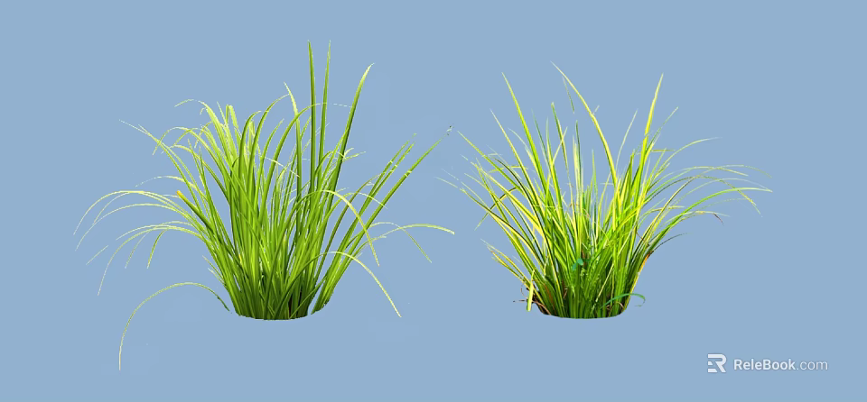 Two Green Shrubs with Lush Long Leaves on Blue Background 3d model 