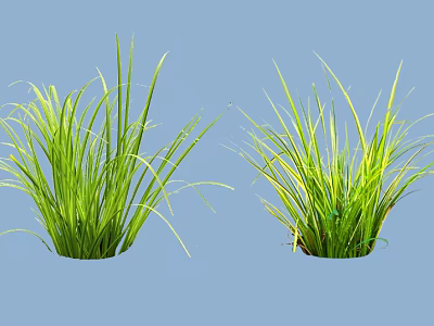Two Green Shrubs with Lush Long Leaves on Blue Background 3d model
