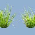 Two Green Shrubs with Lush Long Leaves on Blue Background