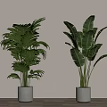 Two Lush Green Potted Plants in White Pots on Wooden Floor with Light Wall
