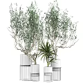 Bonsai Potted Plants In White Pots With Metal Stands For Indoor Decorative