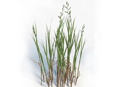 Fresh Green Grass With Slender Leaves And Brown Roots For Garden Decoration 3d model