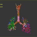 Medical Device 3D Anatomical Respiratory System Model with Lung and Trachea Structure 3d model