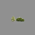 Different Types of Arbor Trees Featuring Yellow Needles Green Leaves And White Flowers